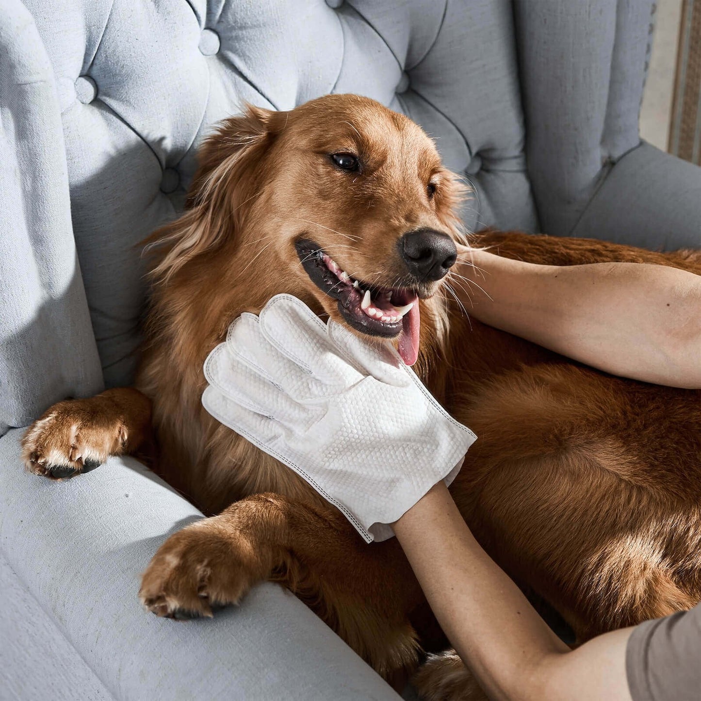 Odor-Removing Pet Grooming Gloves